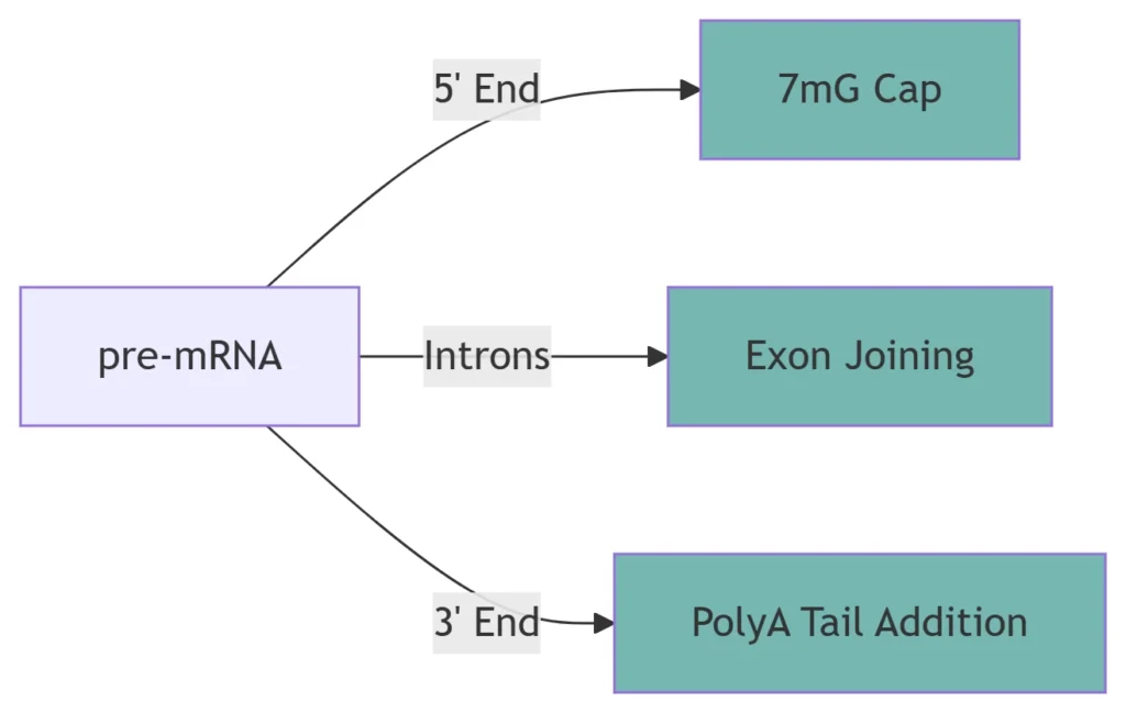 rna transcription