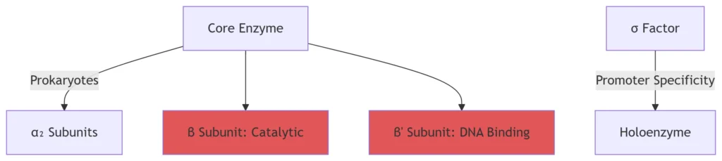 rna transcription