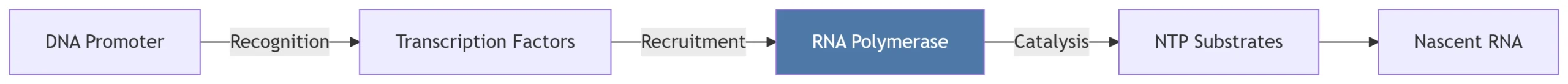 rna transcription
