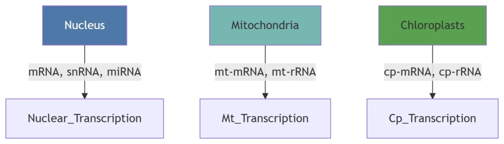 rna transcription