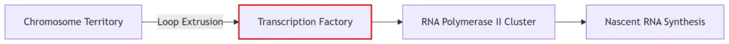 rna transcription