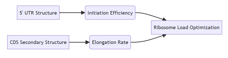 Optimizing Ribosome Load: Advanced Strategies for Enhancing mRNA Translation Efficiency