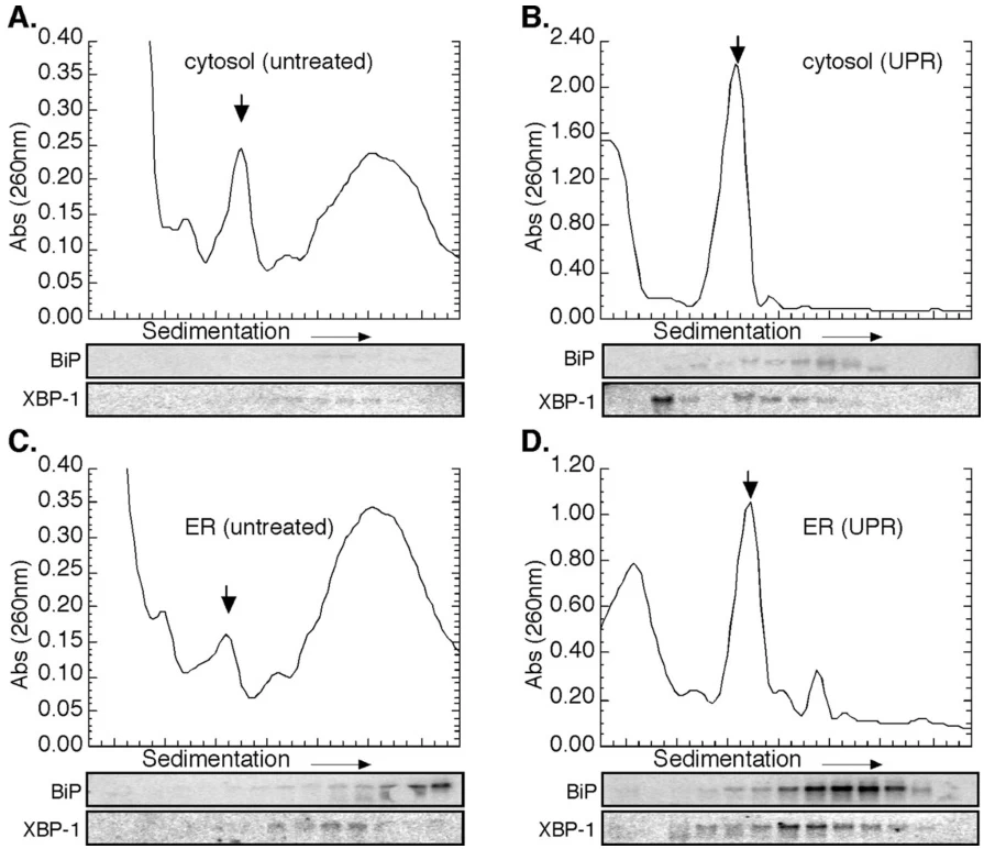 ER-bound ribosome enrichment: Upregulates during UPR to enhance secretory protein synthesis 
