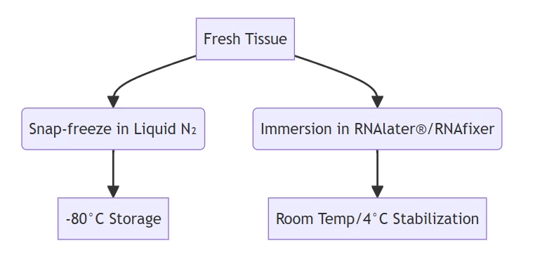 Sample Stabilization Techniques