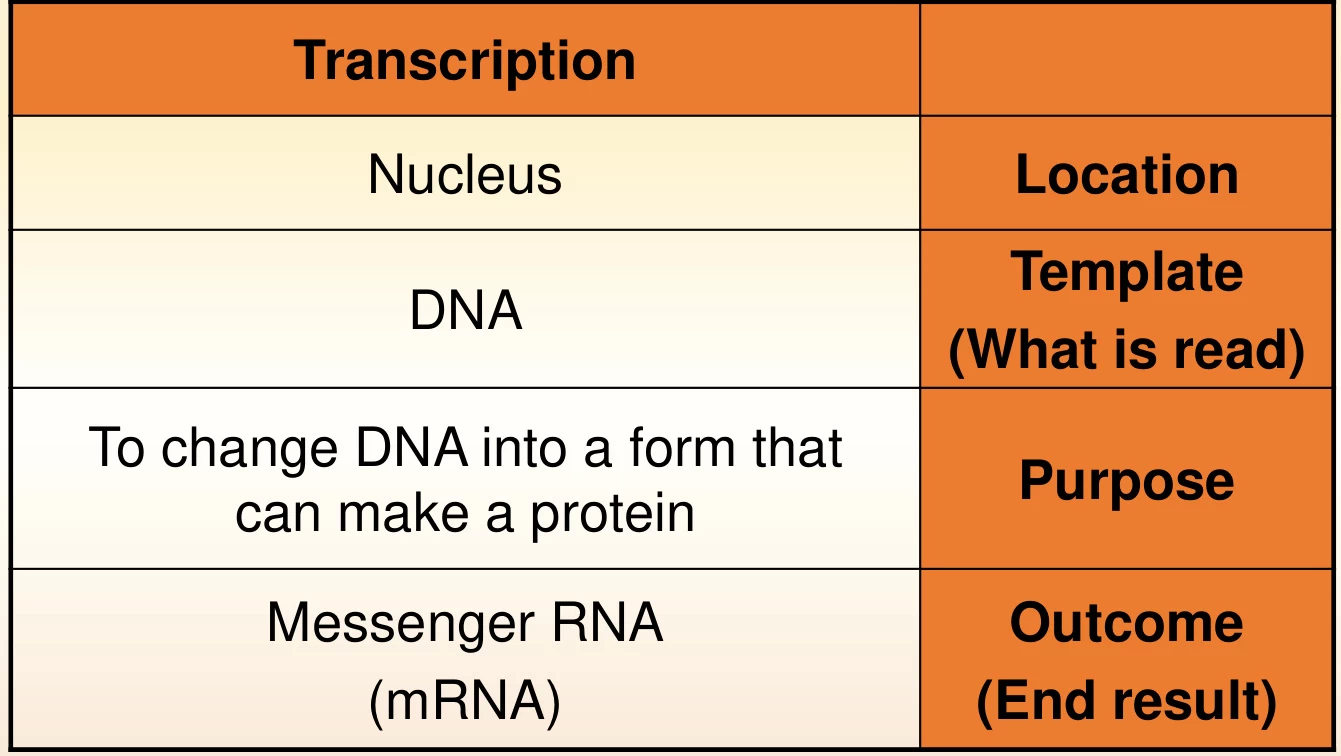 Transcription: Definition, Mechanism, and Biological Significance